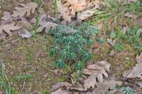 Lupinus pilosus
