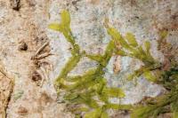Metzgeria furcata