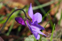 Viola reichenbachiana