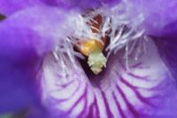 Viola reichenbachiana