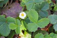 Potentilla sterilis