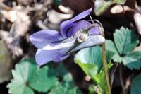 Viola riviniana