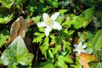 Anemone nemorosa