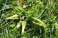 Himantoglossum hircinum