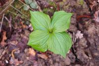 Paris quadrifolia