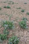 Borago officinalis