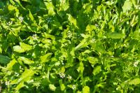Calepina irregularis