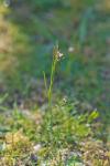 Cardamine hirsuta