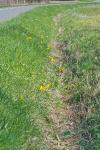 Tulipa sylvestris subsp. sylvestris