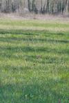 Fritillaria meleagris