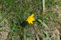 Tulipa sylvestris subsp. sylvestris