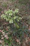 Helleborus foetidus