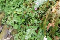 Cardamine raphanifolia