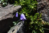 Campanula scheuchzeri