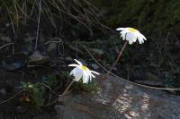 Leucanthemopsis alpina