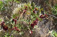 Pistacia lentiscus