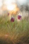 Fritillaria meleagris