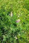 Galega officinalis