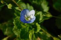 Veronica persica