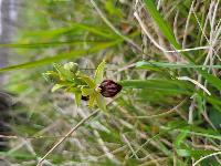 Ophrys aranifera