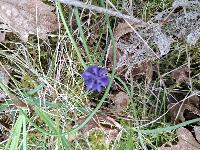 Muscari neglectum