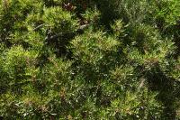 Pistacia lentiscus