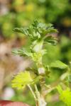 Aphanes arvensis