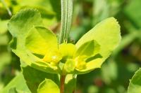 Euphorbia helioscopia
