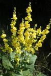 Verbascum chaixii subsp. chaixii