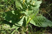 Verbascum chaixii subsp. chaixii