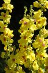 Verbascum chaixii subsp. chaixii