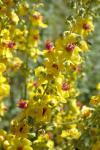 Verbascum chaixii subsp. chaixii