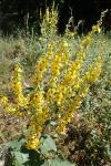 Verbascum chaixii subsp. chaixii