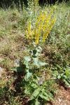Verbascum chaixii subsp. chaixii