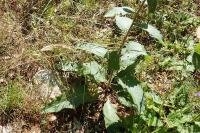 Verbascum chaixii subsp. chaixii