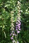 Delphinium fissum