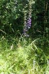 Delphinium fissum