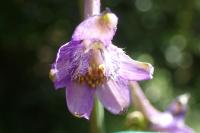 Delphinium fissum