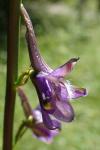 Delphinium fissum