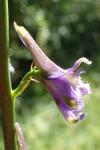 Delphinium fissum