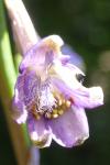 Delphinium fissum