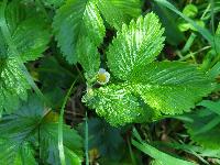 Fragaria viridis