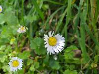 Bellis annua