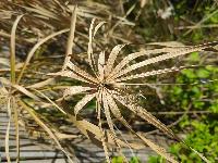 Cyperus papyrus