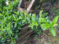 Pyracantha coccinea
