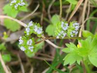 Valerianella locusta