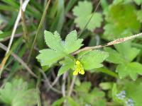 Ranunculus parviflorus