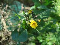 Sonchus oleraceus