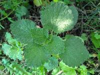 Ballota nigra