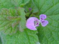 Lamium purpureum